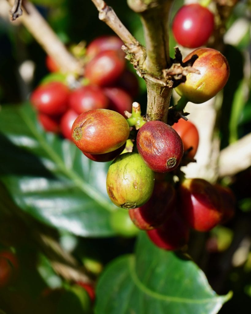 Things to do in La Fortuna, Costa Rica: go on a coffee tour!